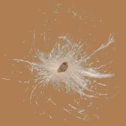 Milkweed Seed Photo