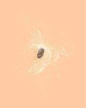 Milweed seed