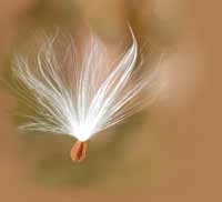 Milkweed seed photo
