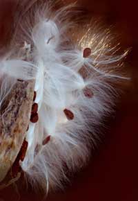 Milkweed Pod photo